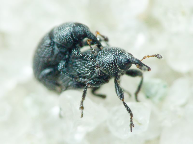 Gymnetron melanarium Germar, 1821